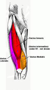 quadriceps-anatomy-label