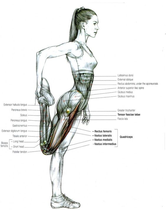 quadriceps-stretch-female-muscle